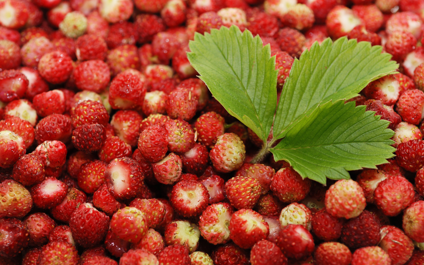 Screenshot №1 pro téma Wild Strawberry 1440x900