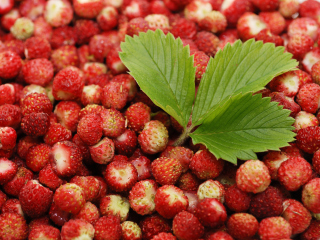 Wild Strawberry screenshot #1 320x240