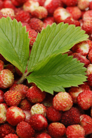 Обои Wild Strawberry 320x480