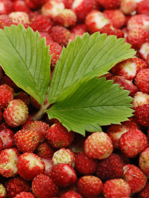 Sfondi Wild Strawberry 480x640