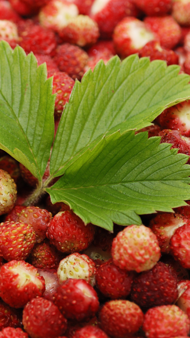 Wild Strawberry wallpaper 640x1136