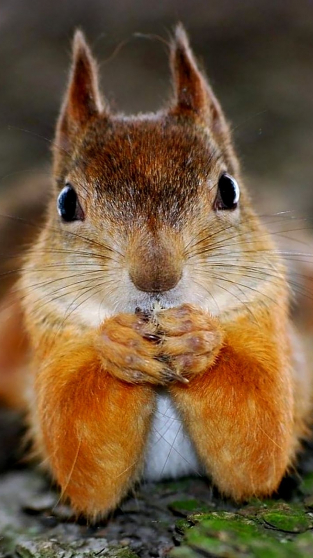 Funny Squirrel wallpaper 1080x1920