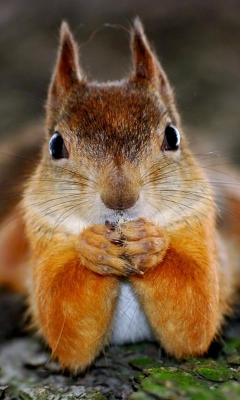 Funny Squirrel screenshot #1 240x400