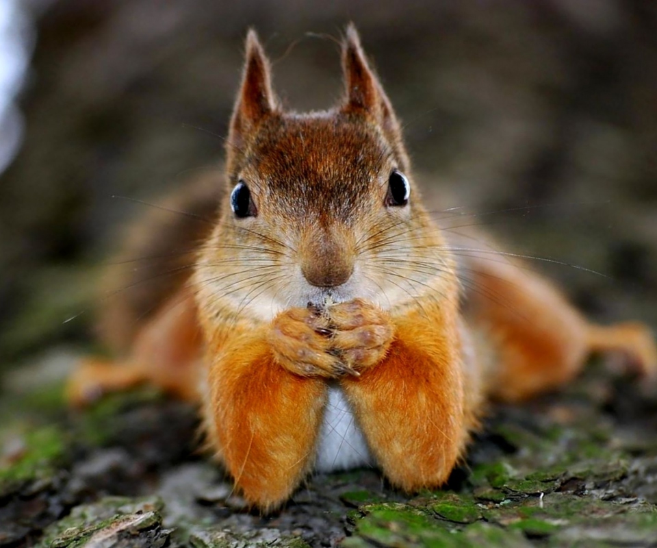 Das Funny Squirrel Wallpaper 960x800