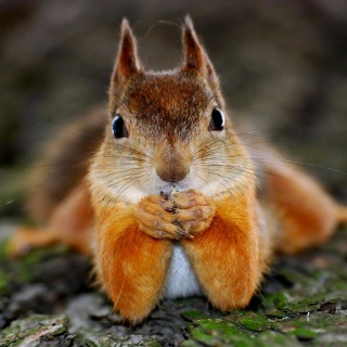 Funny Squirrel sfondi gratuiti per iPad mini