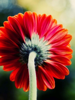 Red Flower Behind wallpaper 240x320