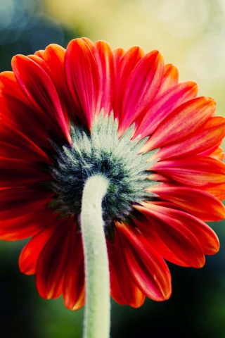 Red Flower Behind wallpaper 320x480