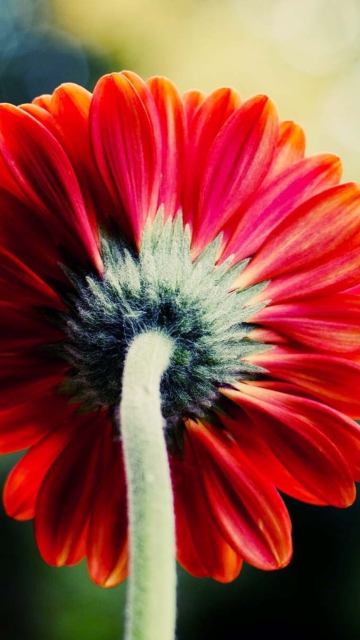 Red Flower Behind wallpaper 360x640