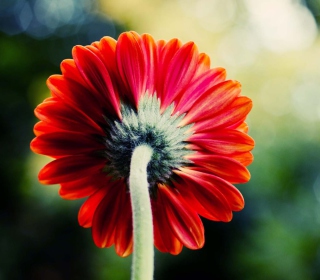 Red Flower Behind - Obrázkek zdarma pro iPad 2