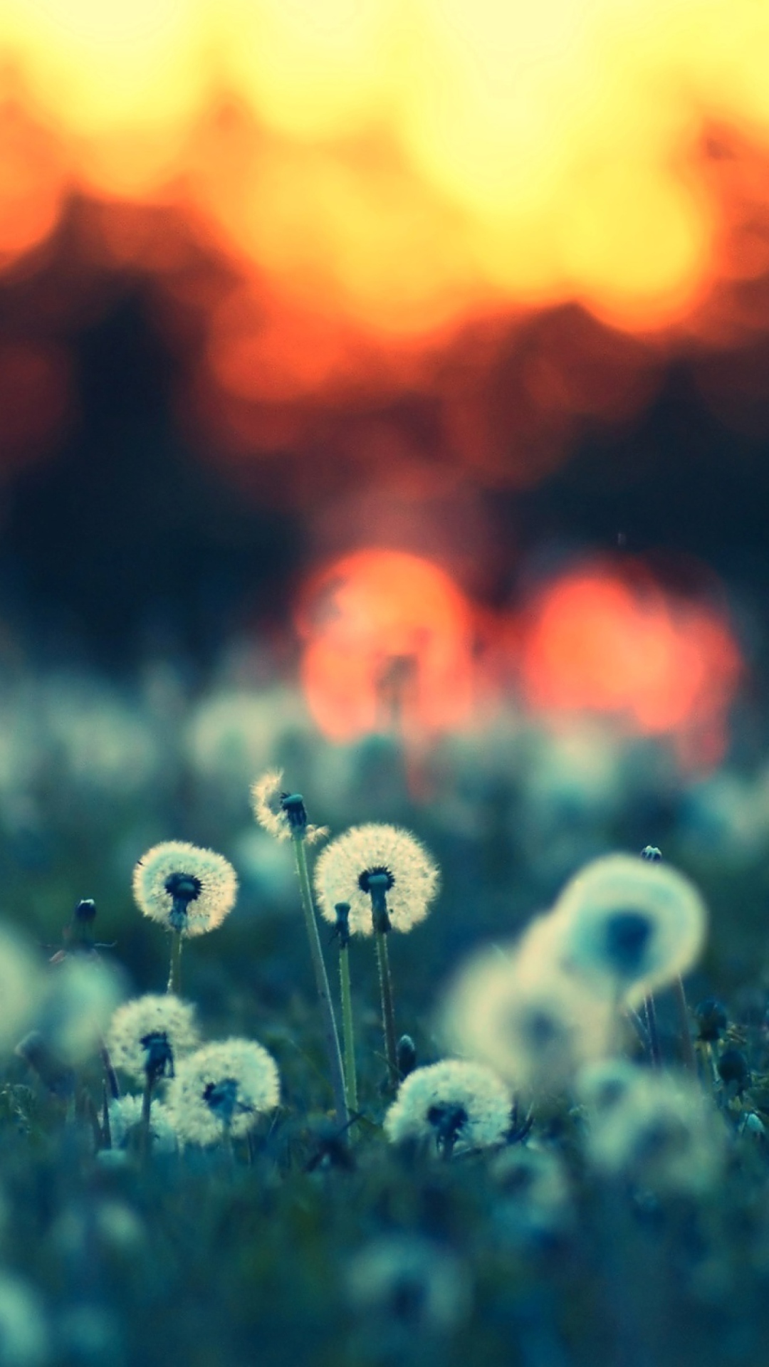 Dandelions At Sunset screenshot #1 1080x1920