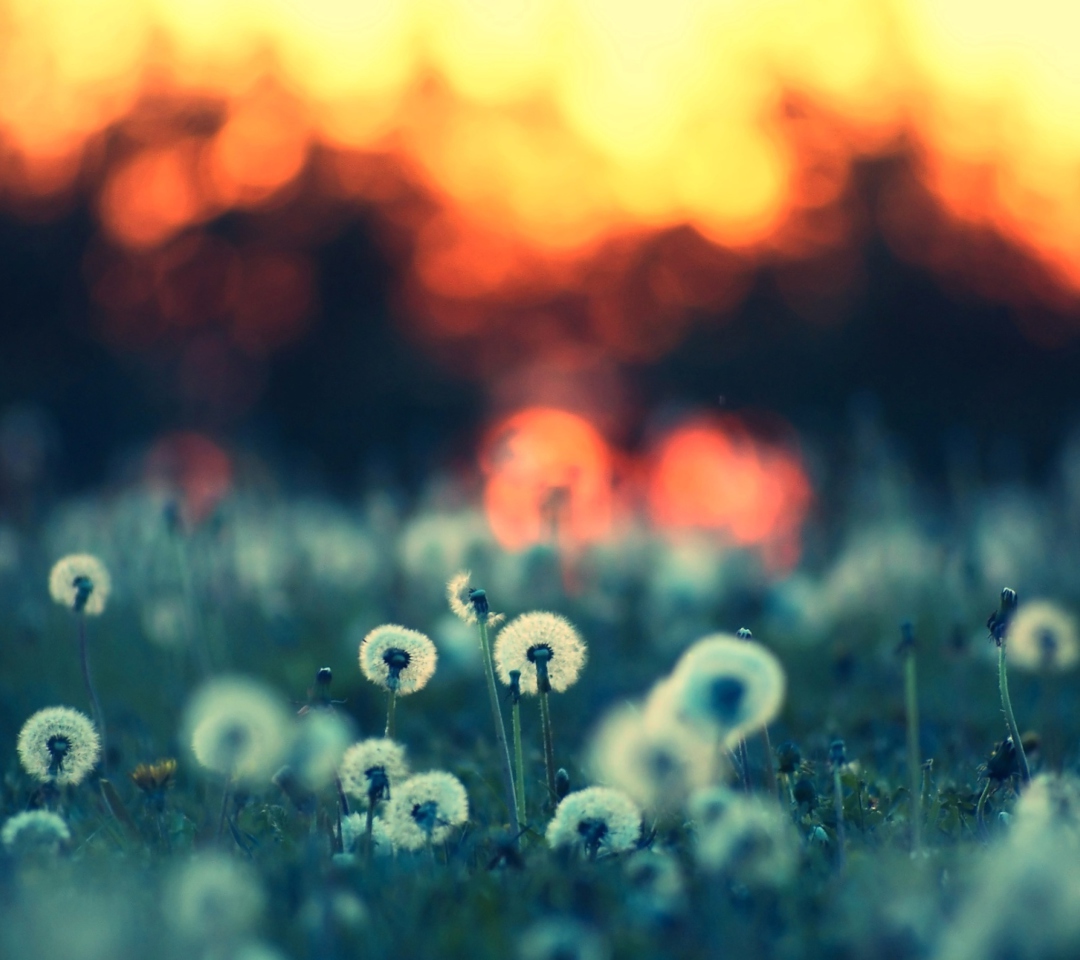 Dandelions At Sunset screenshot #1 1080x960