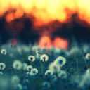 Dandelions At Sunset wallpaper 128x128