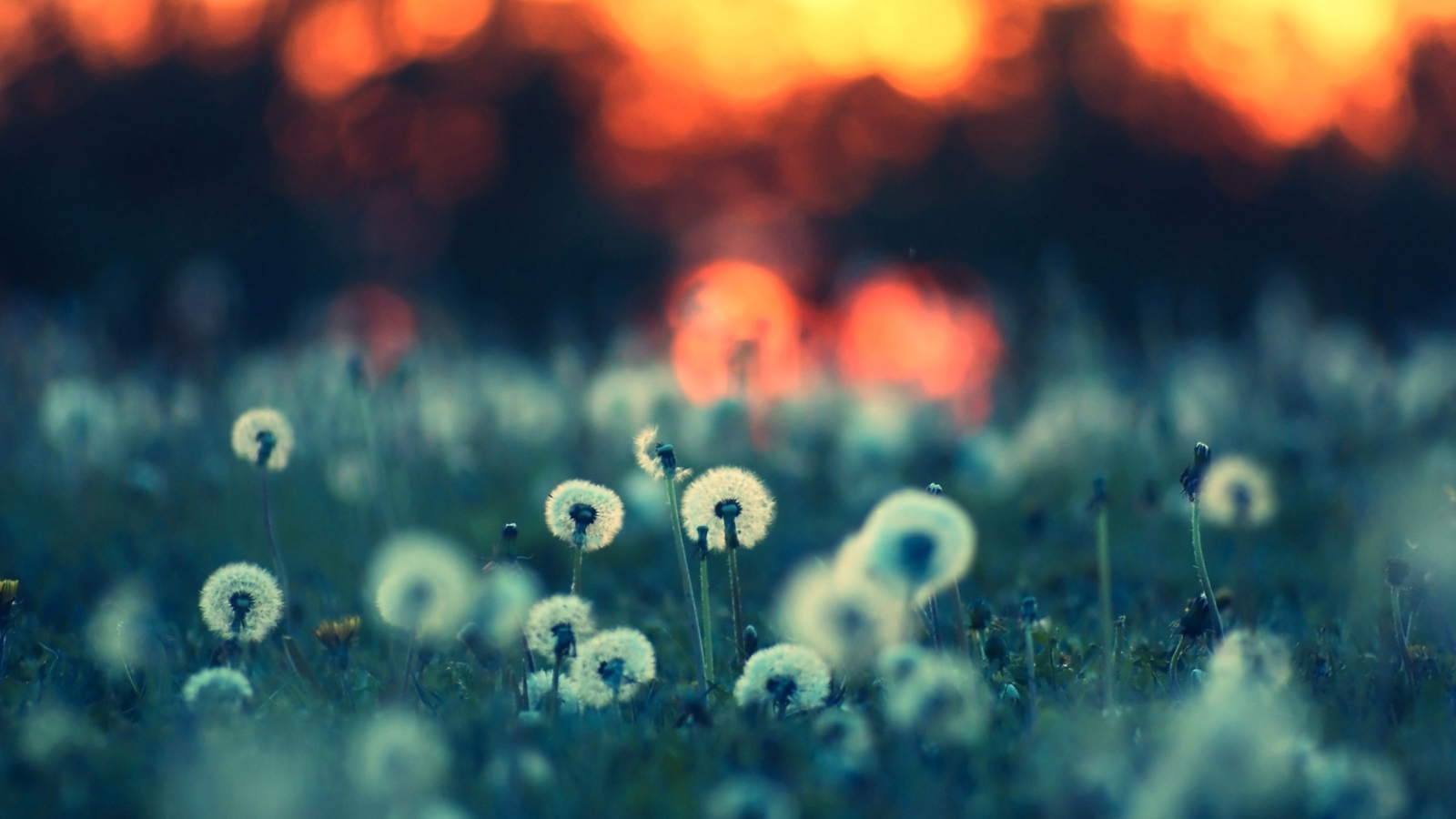 Fondo de pantalla Dandelions At Sunset 1600x900