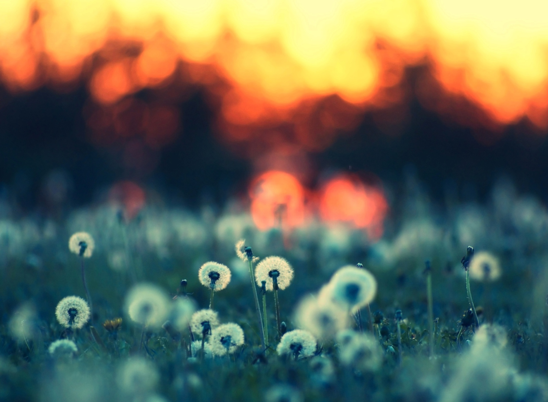 Fondo de pantalla Dandelions At Sunset 1920x1408