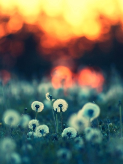 Das Dandelions At Sunset Wallpaper 240x320