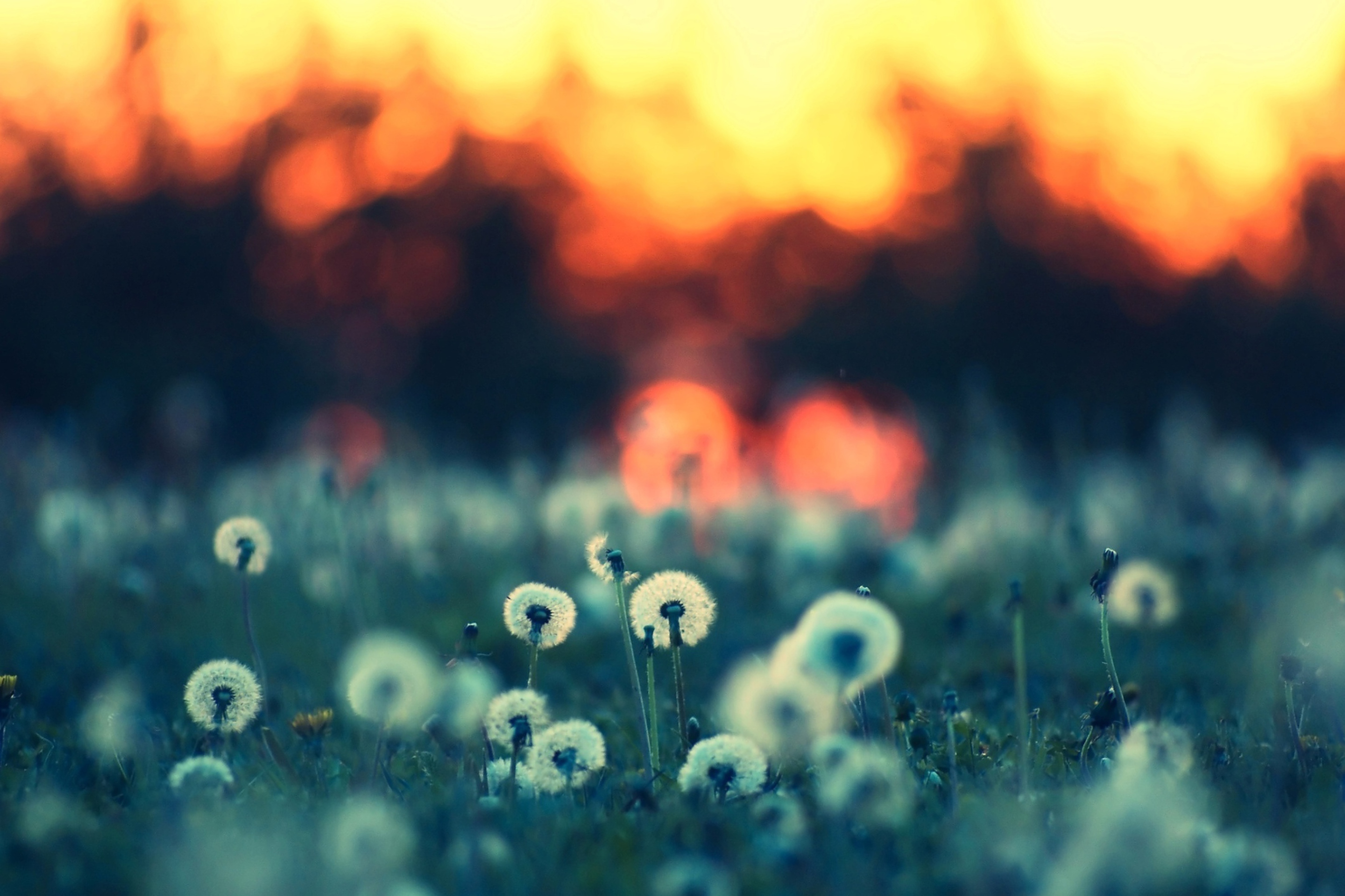 Dandelions At Sunset screenshot #1 2880x1920