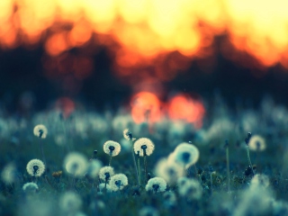 Dandelions At Sunset screenshot #1 320x240