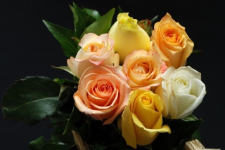 Free Roses Picture for Android, iPhone and iPad