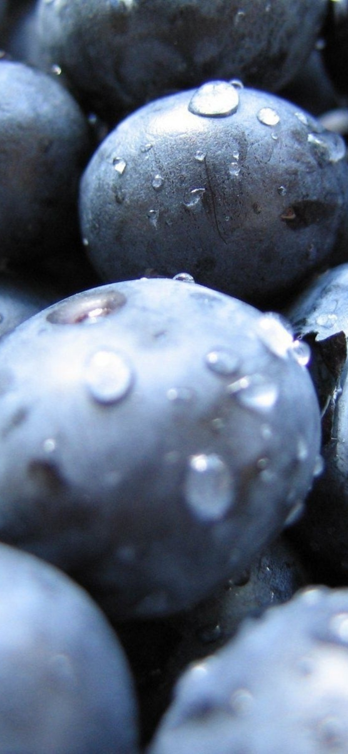 Blueberries wallpaper 1170x2532