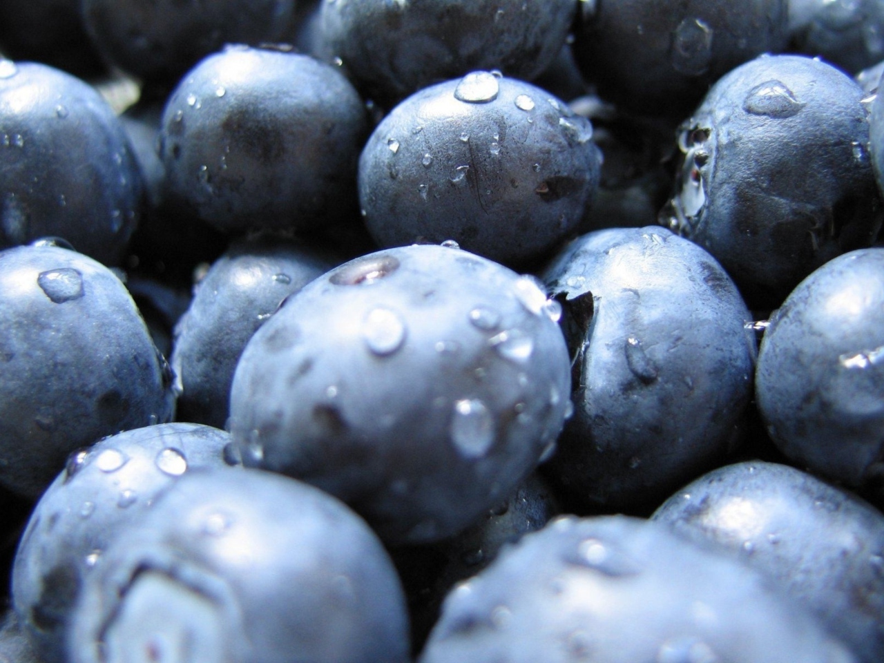 Blueberries wallpaper 1280x960
