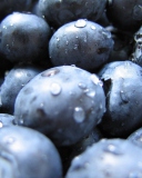 Blueberries wallpaper 128x160