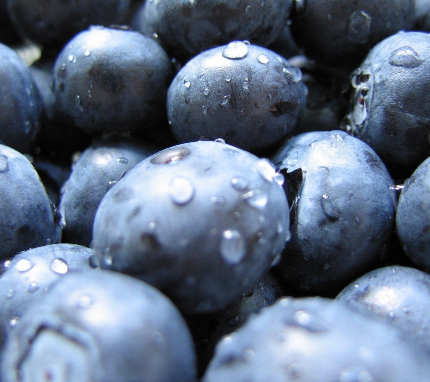 Обои Blueberries 1440x1280