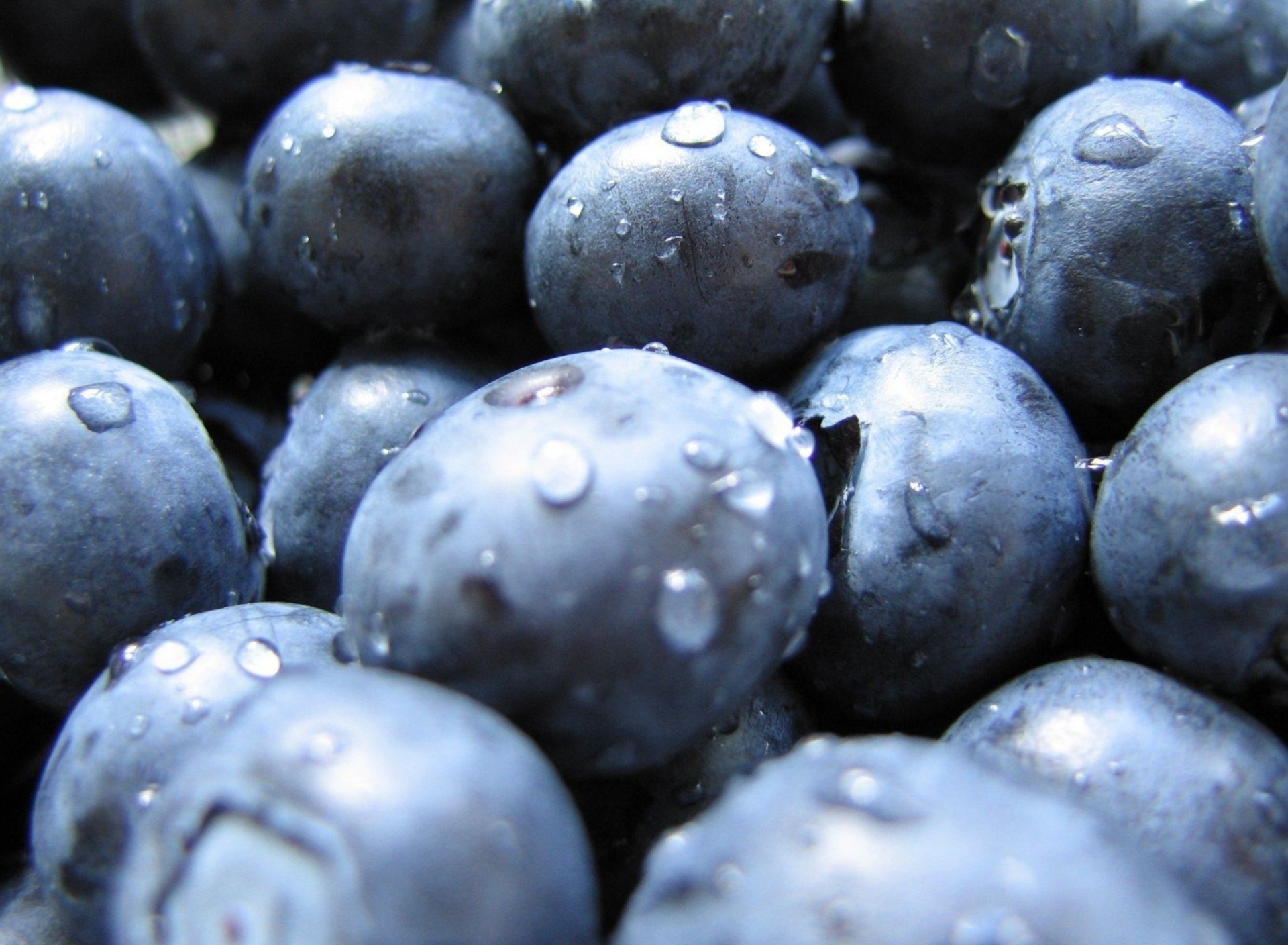 Sfondi Blueberries 1920x1408