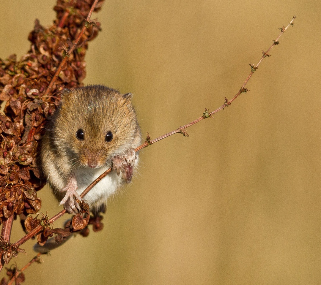 Fondo de pantalla Harvest Mouse 1080x960