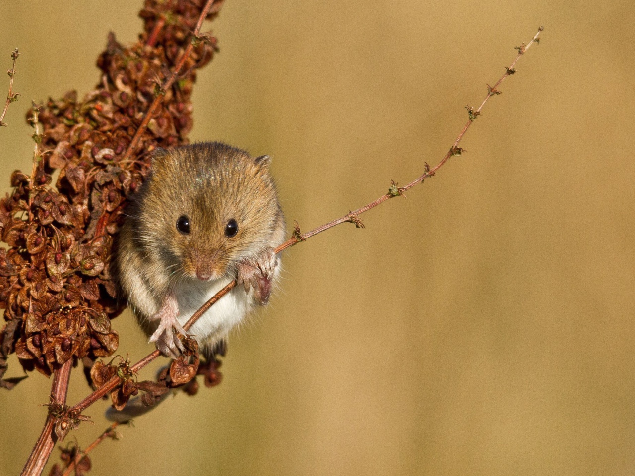 Harvest Mouse wallpaper 1280x960