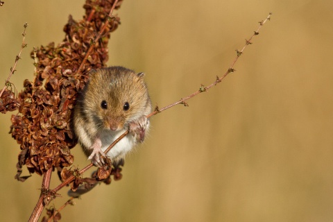 Harvest Mouse wallpaper 480x320