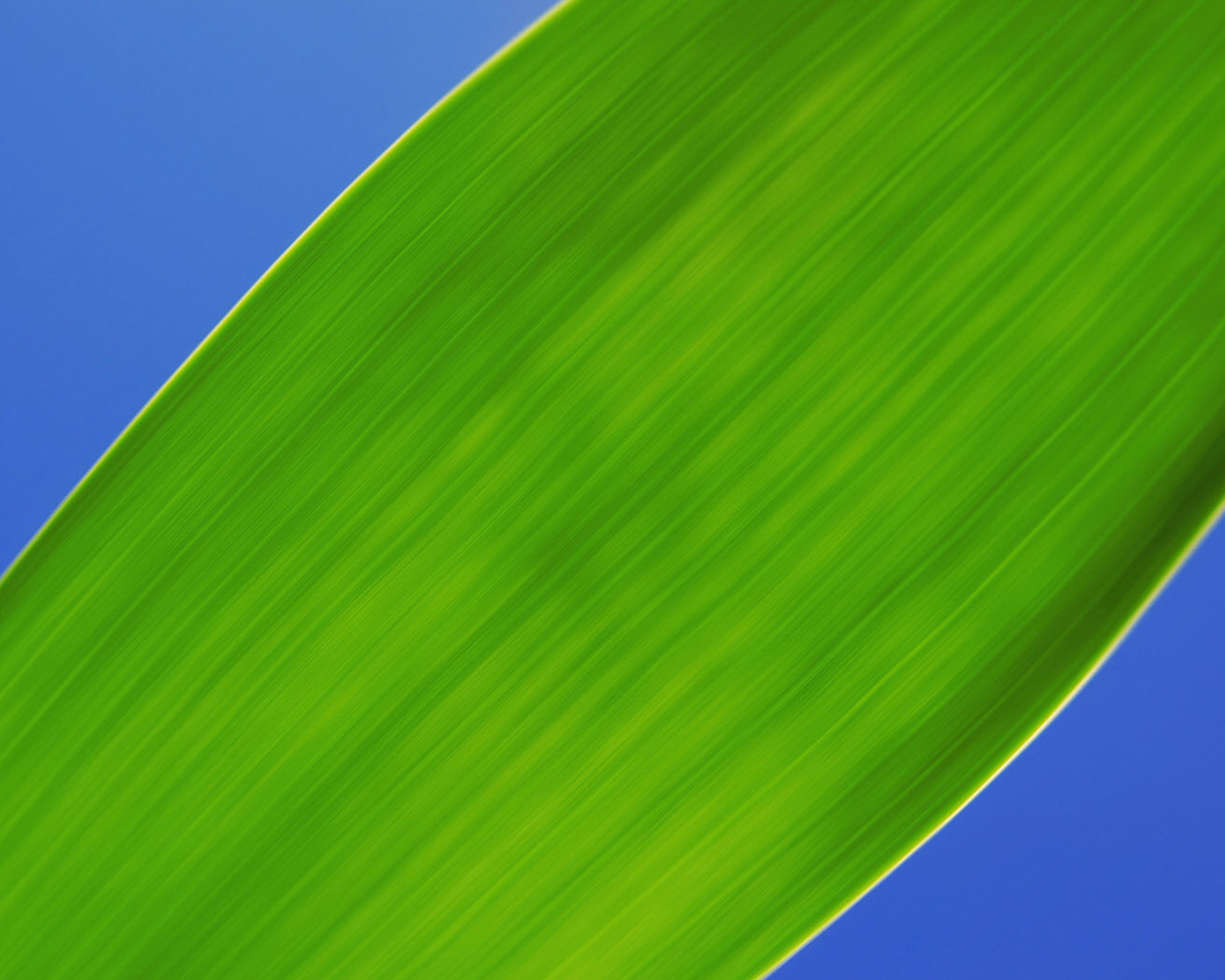 Das Green Macro Leaf Wallpaper 1280x1024