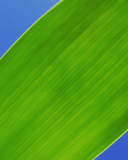 Screenshot №1 pro téma Green Macro Leaf 128x160