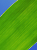 Screenshot №1 pro téma Green Macro Leaf 132x176
