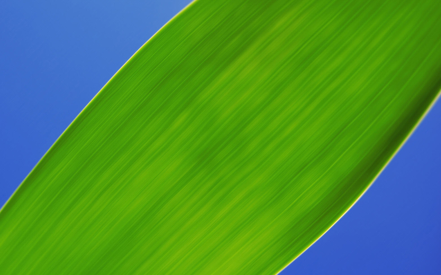 Das Green Macro Leaf Wallpaper 1440x900