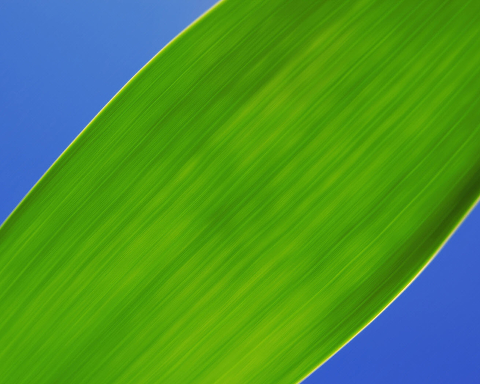 Fondo de pantalla Green Macro Leaf 1600x1280