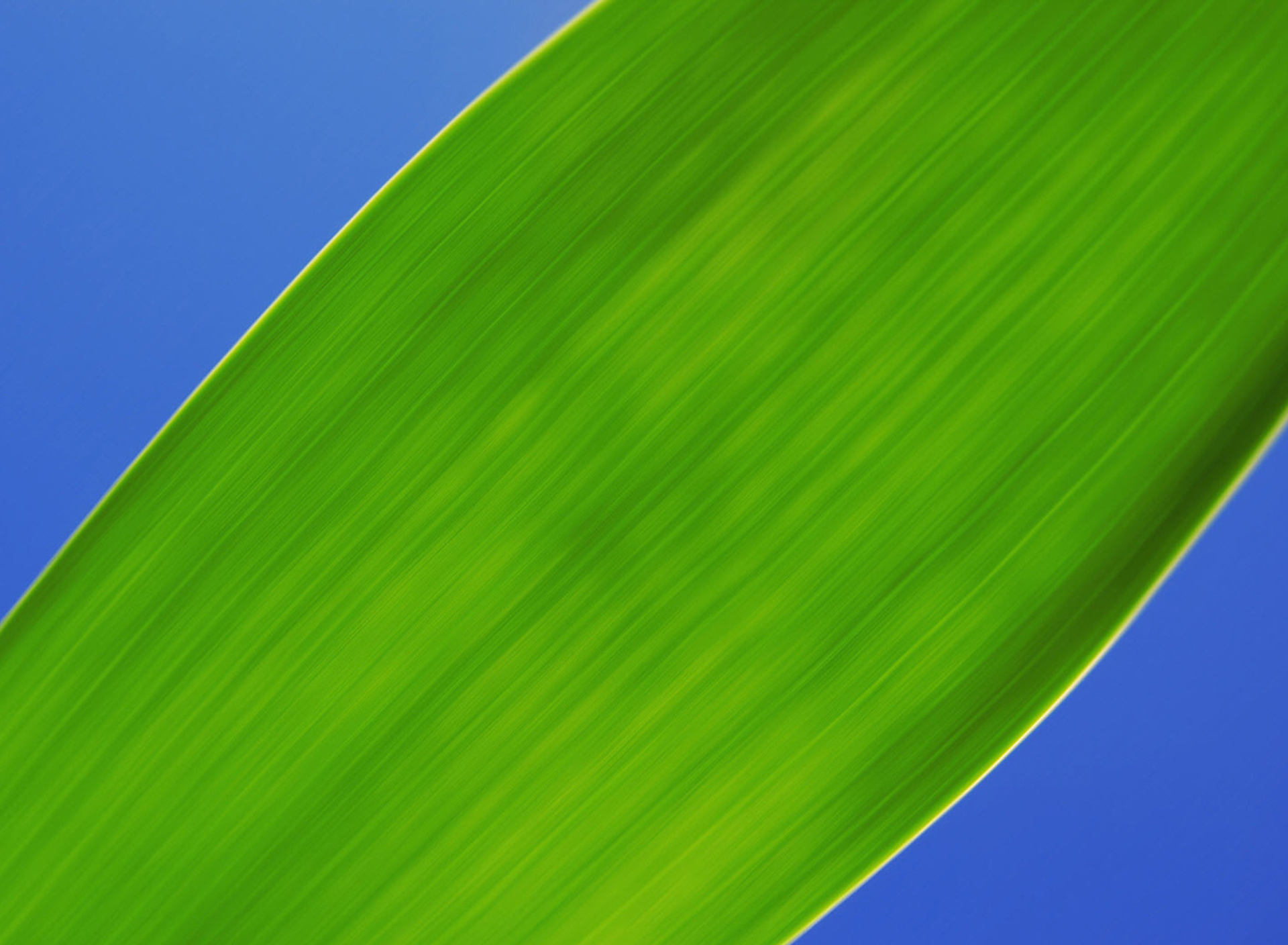 Fondo de pantalla Green Macro Leaf 1920x1408