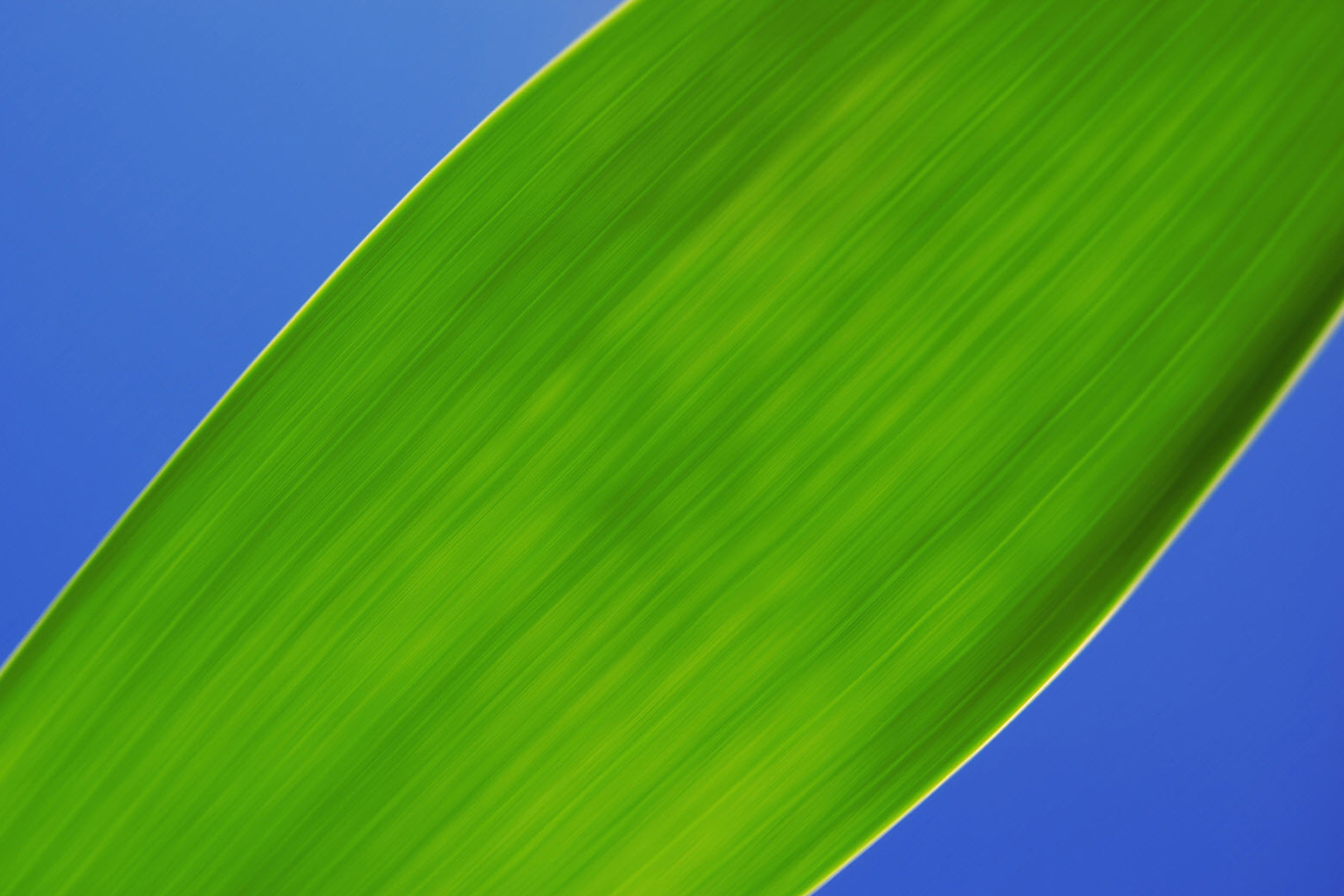 Green Macro Leaf screenshot #1 2880x1920