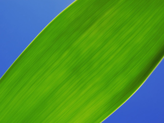 Das Green Macro Leaf Wallpaper 320x240