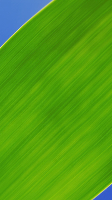 Fondo de pantalla Green Macro Leaf 360x640