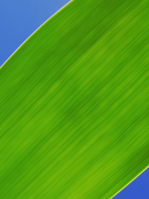 Fondo de pantalla Green Macro Leaf 480x640