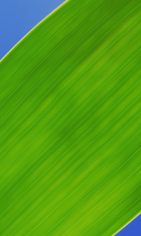 Das Green Macro Leaf Wallpaper 480x800