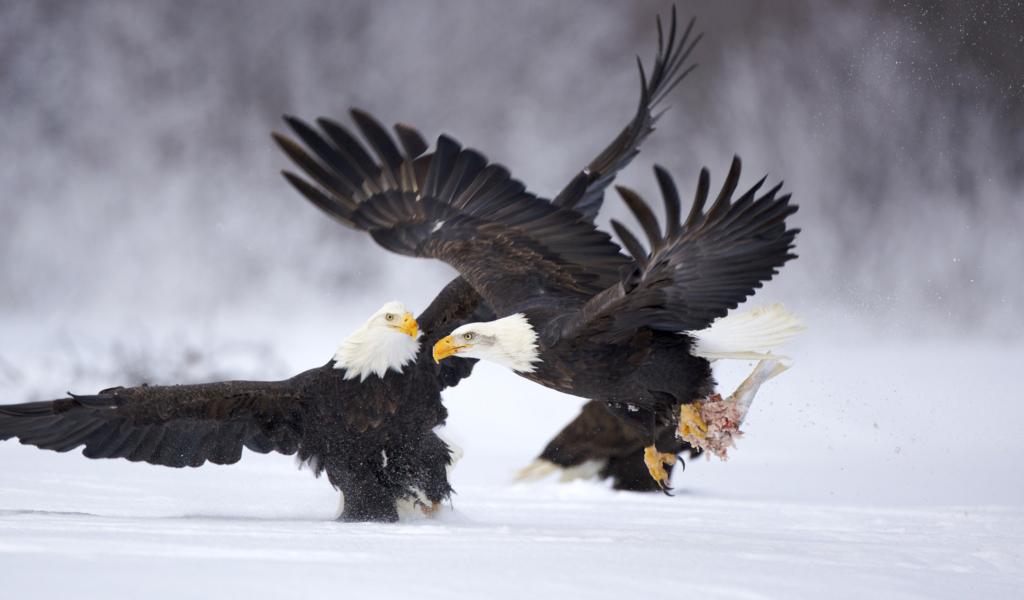 Обои Two Eagles In Snow 1024x600