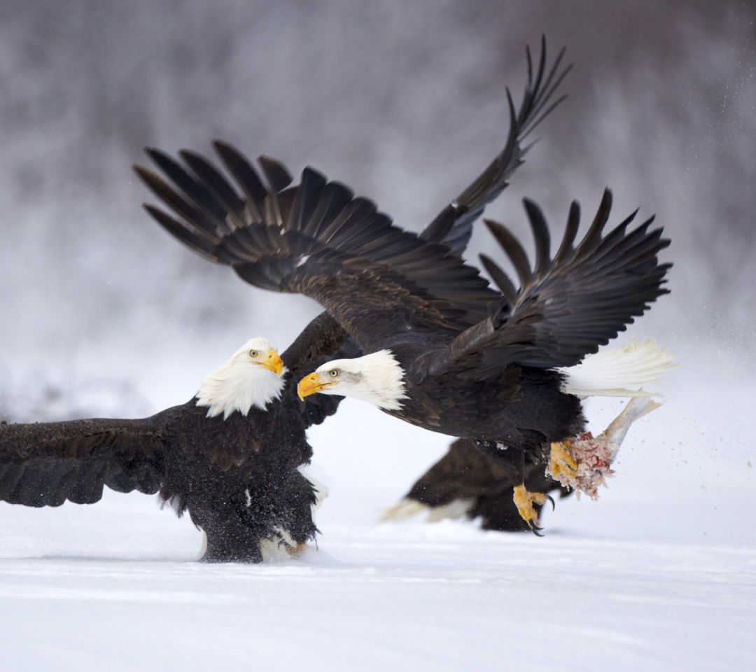 Das Two Eagles In Snow Wallpaper 1080x960