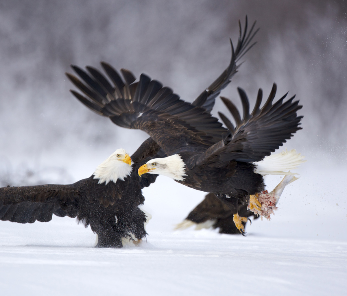 Two Eagles In Snow wallpaper 1200x1024