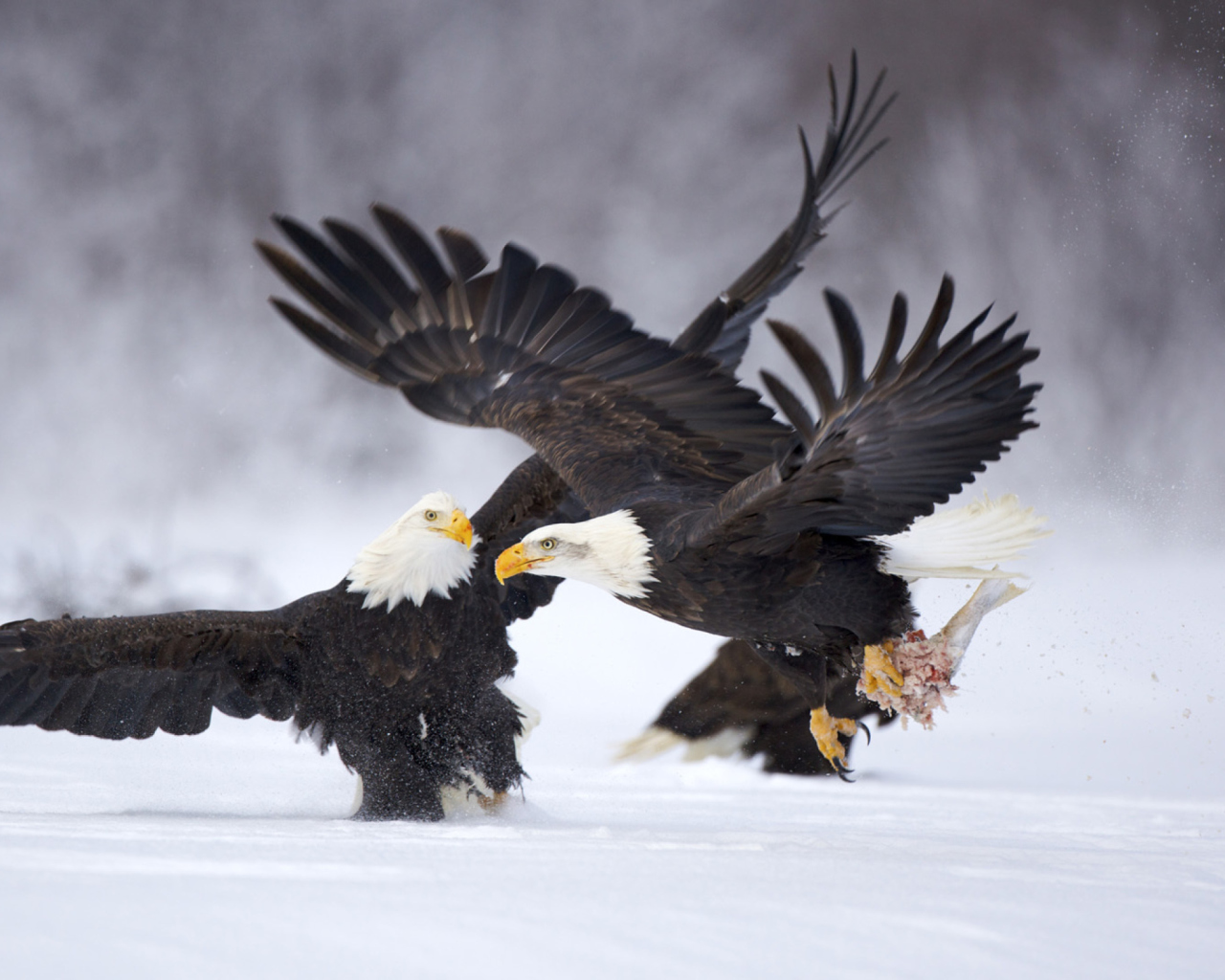 Обои Two Eagles In Snow 1280x1024