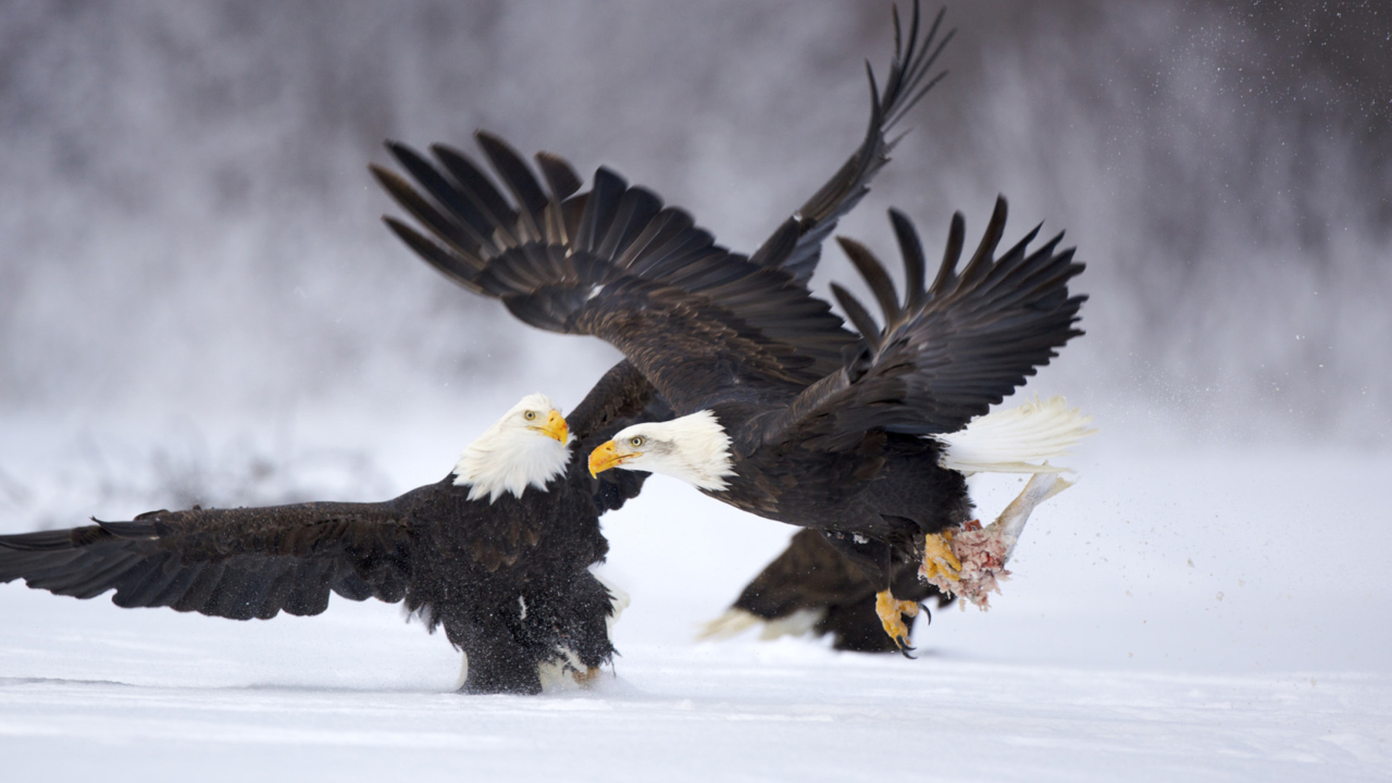 Fondo de pantalla Two Eagles In Snow 1280x720