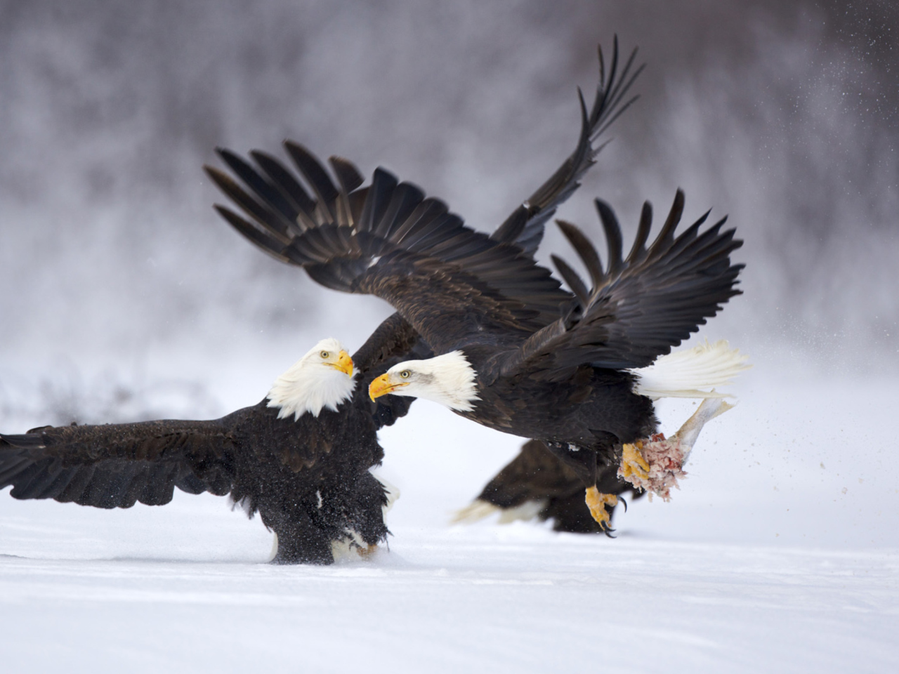 Das Two Eagles In Snow Wallpaper 1280x960
