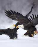 Das Two Eagles In Snow Wallpaper 128x160