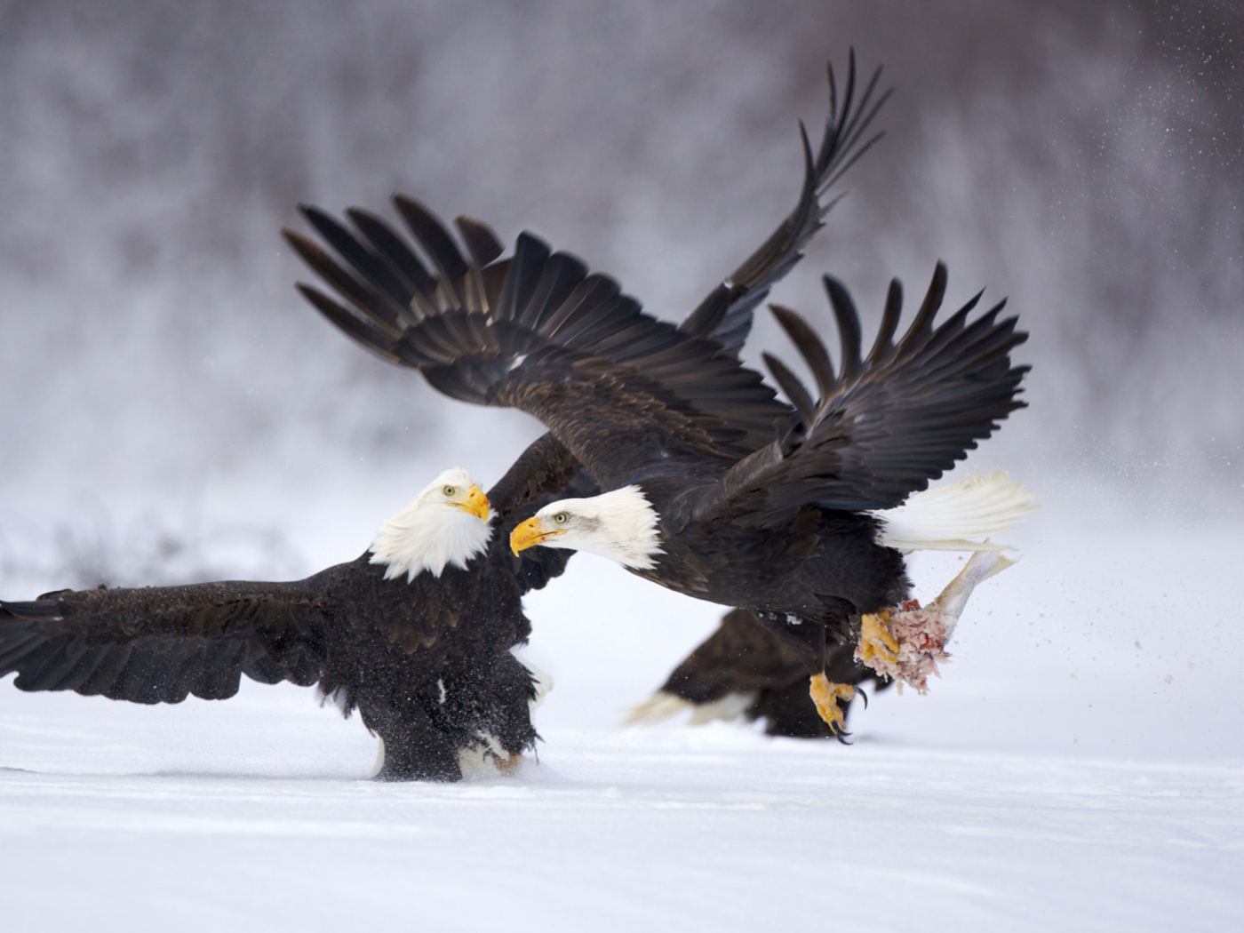 Das Two Eagles In Snow Wallpaper 1400x1050