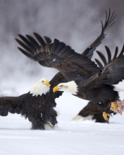 Das Two Eagles In Snow Wallpaper 176x220